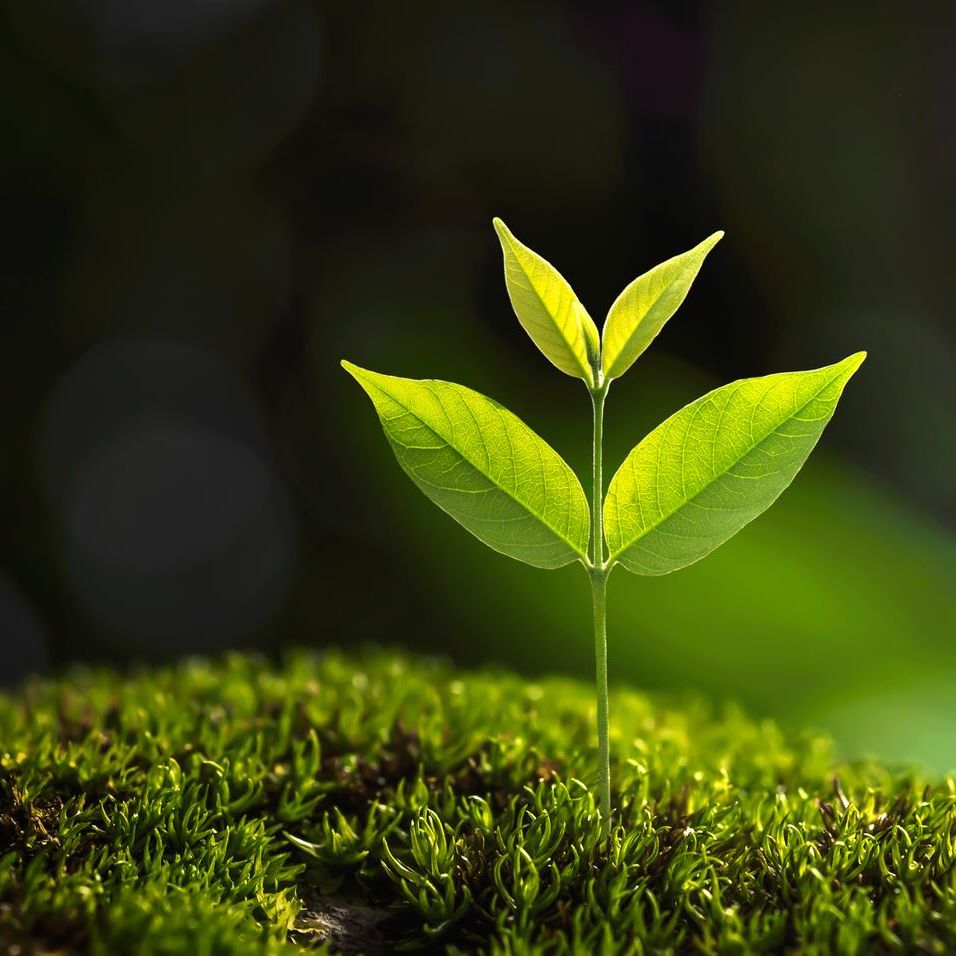 Vermin And Reptiles Control